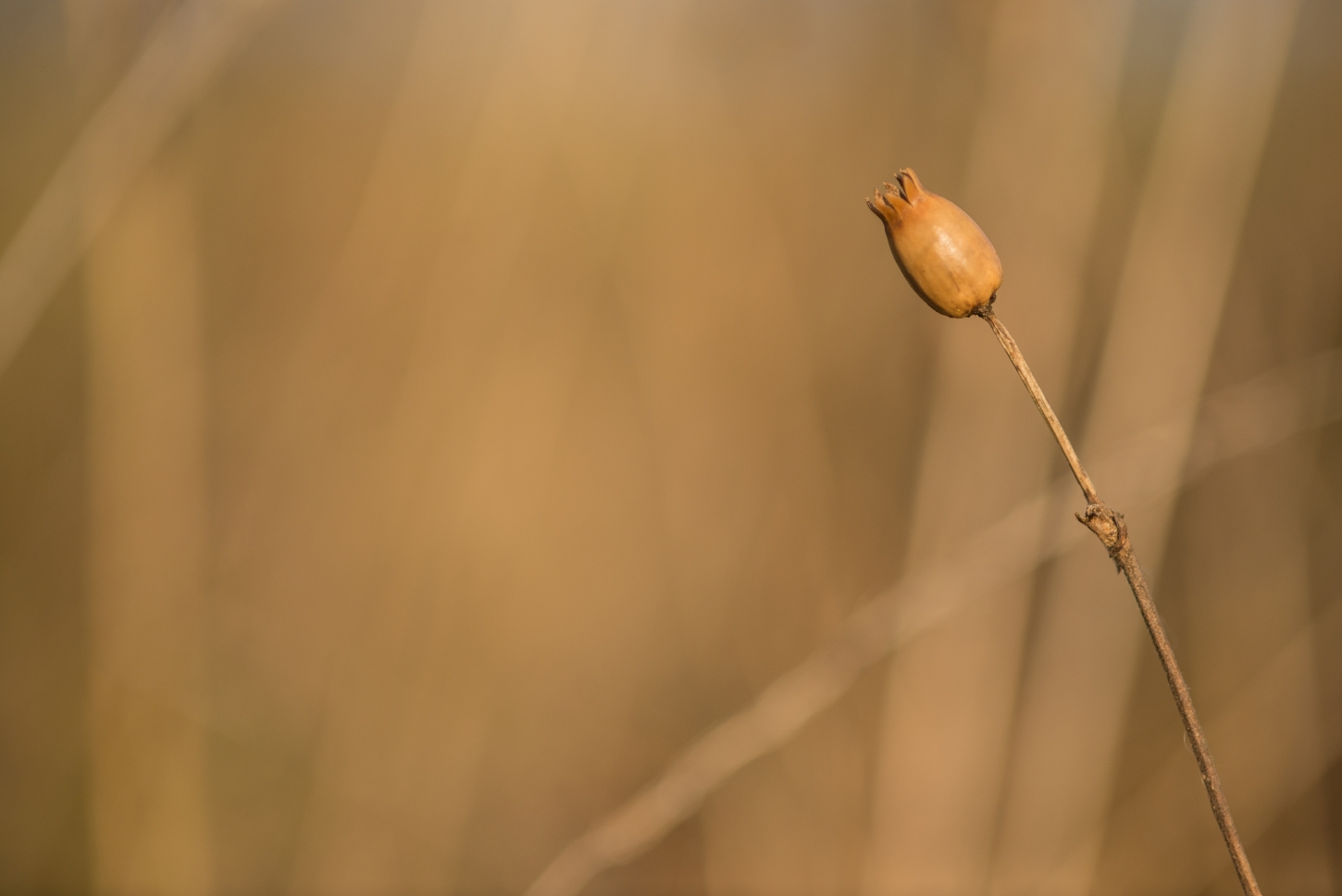 Wiese im Dezember