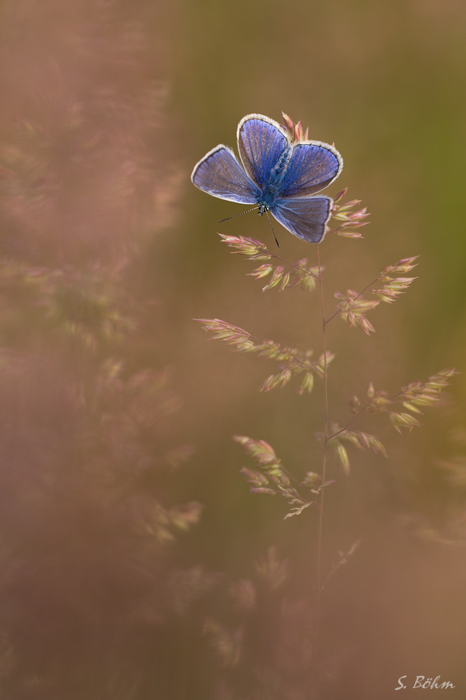 Blau zum Jahreswechsel