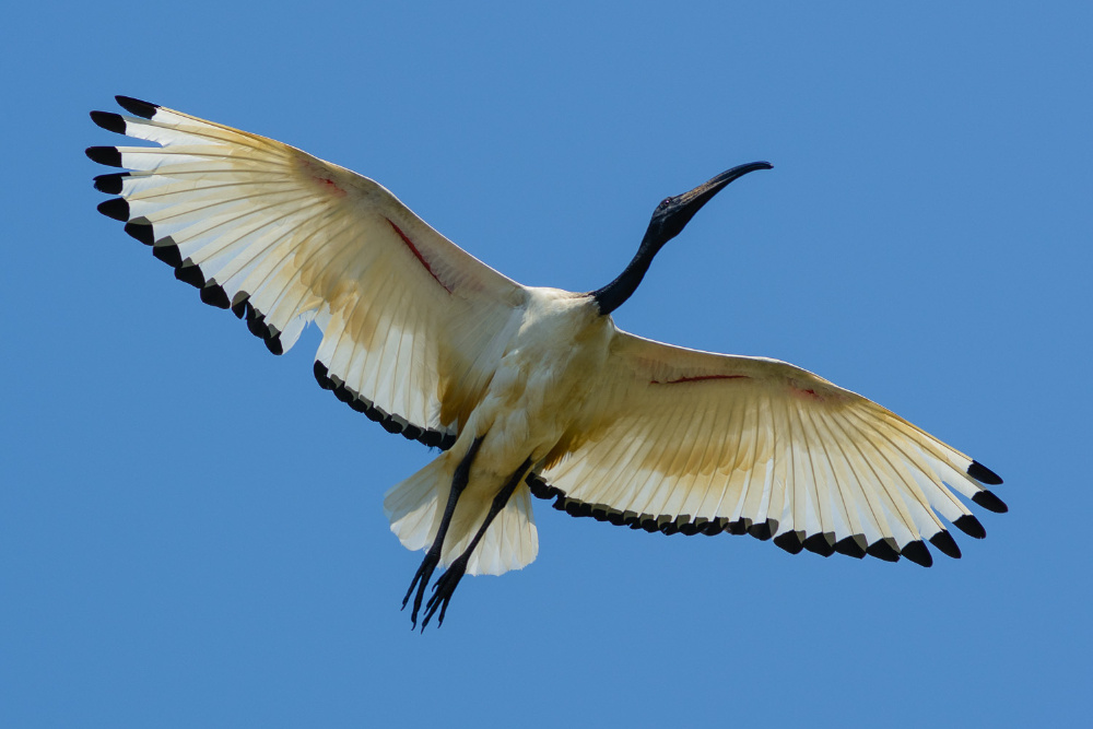 Heiliger Ibis