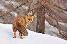 Winterfuchs