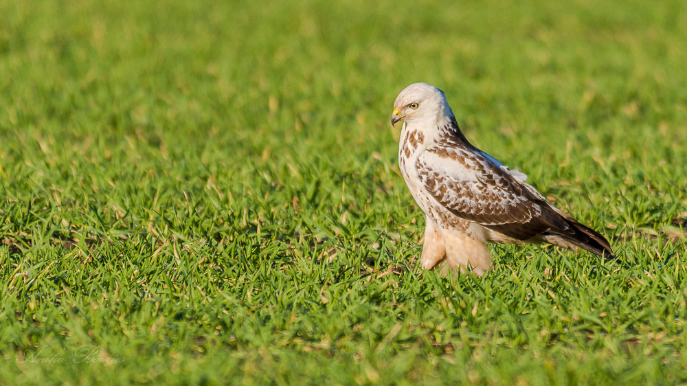 Mäusebussard auf Regenwurmjagd