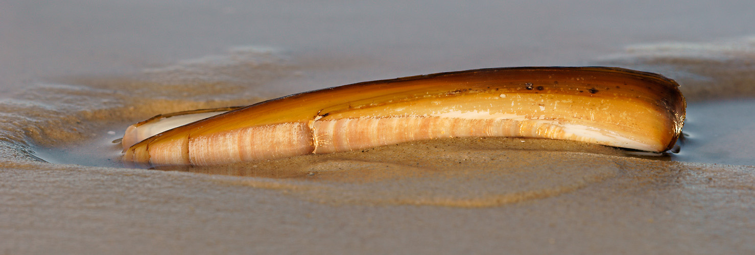 Schwertmuschelpano
