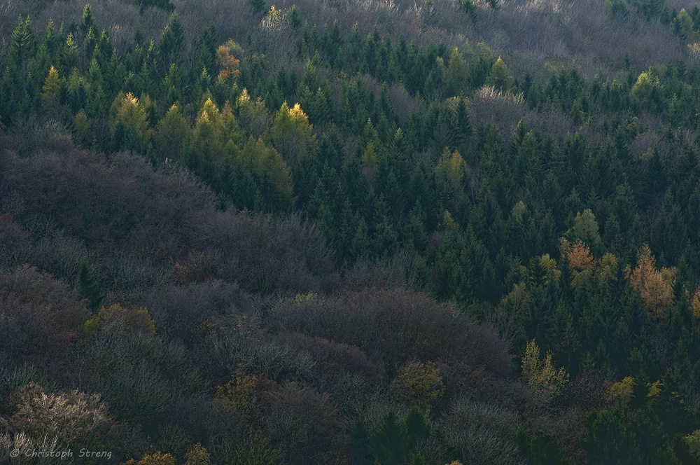 Spätherbstlicher Mischwald