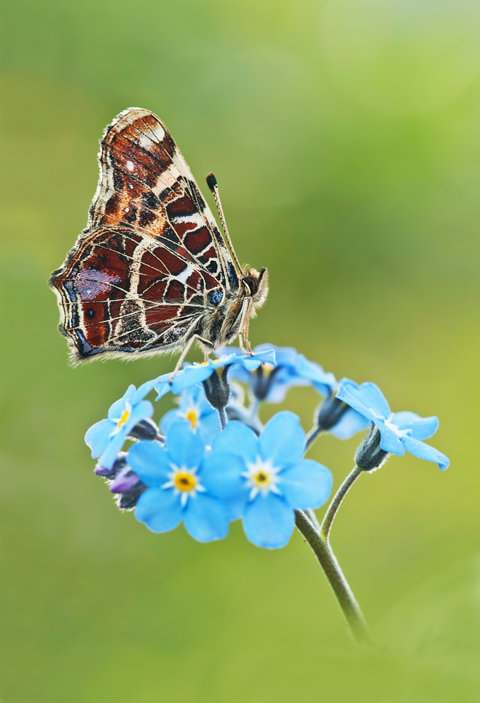 Frühling kommt bald ...