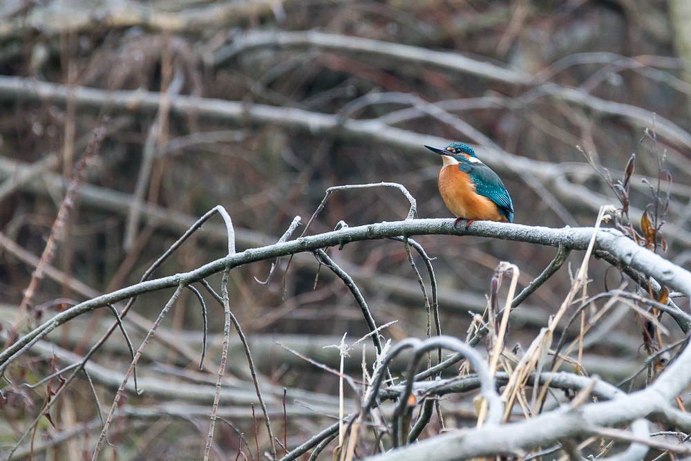 Eisvogel