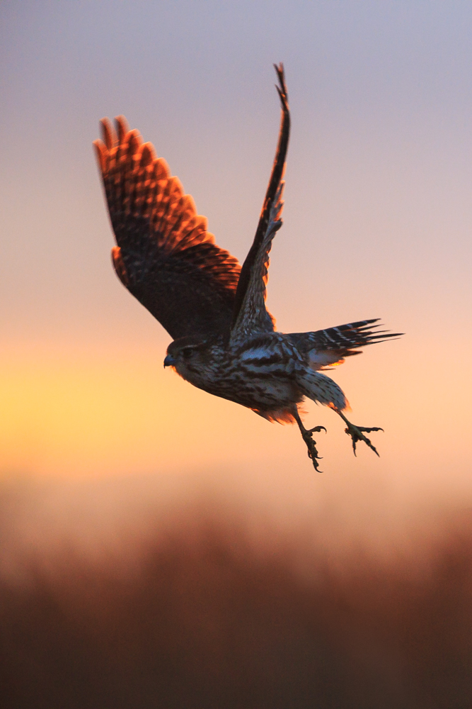 Abflug Merlin