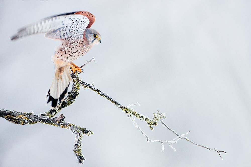 Ein Hauch von Winter