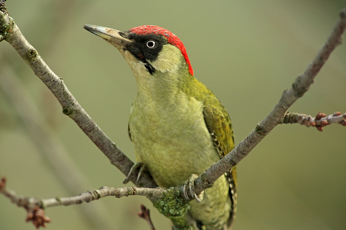 Vogel des Jahres