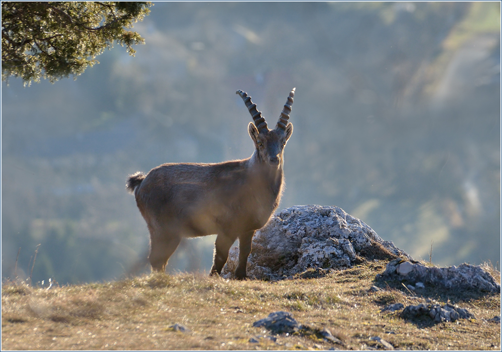 *Steinbock*