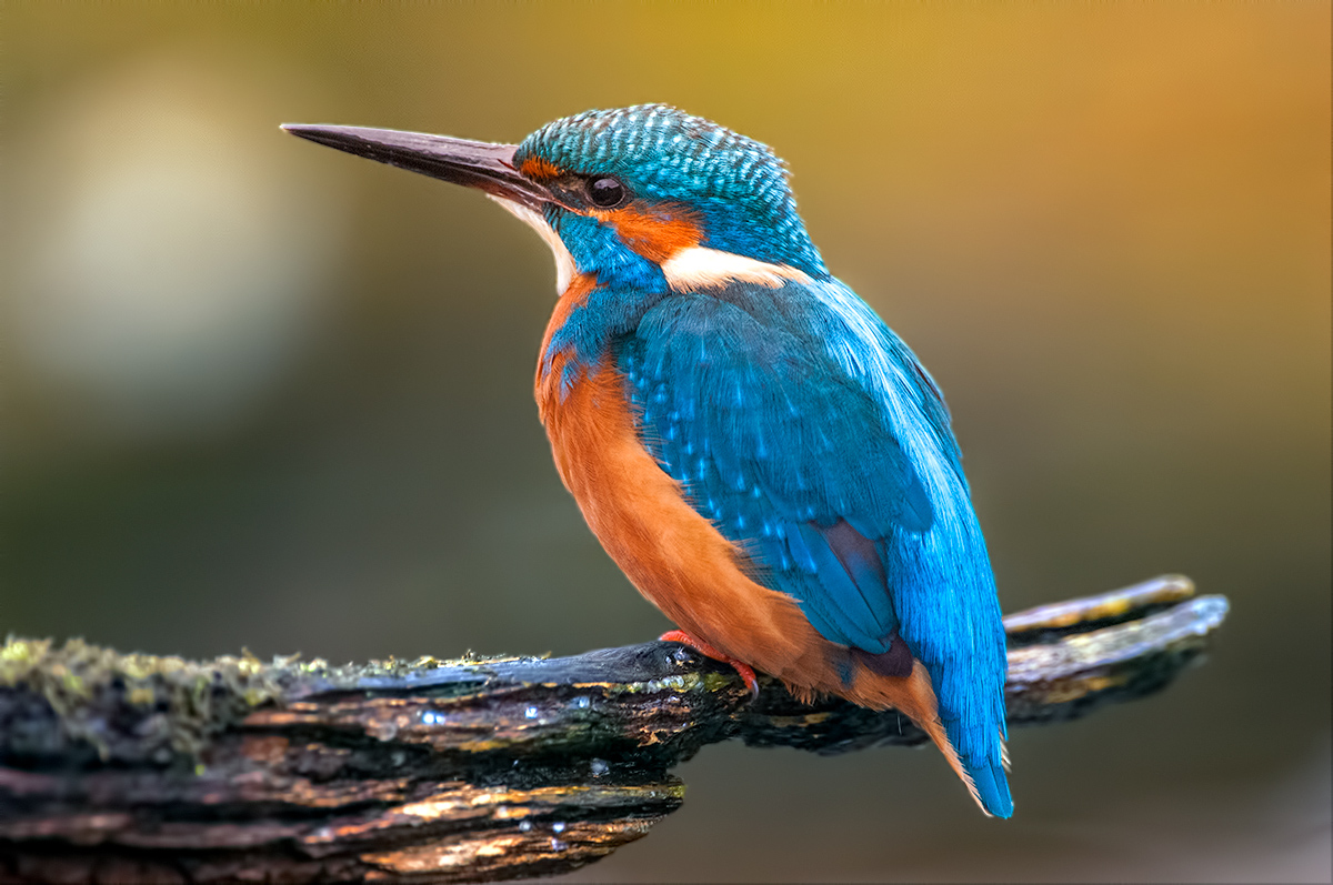 Eisvogel Forum Für Naturfotografen 