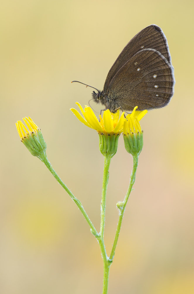 Aphantopus hyperantus arete