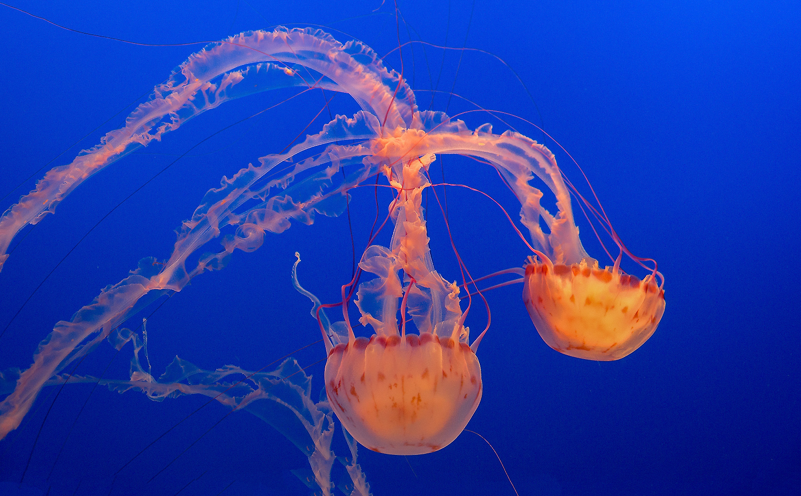 Medusen (Forum für Naturfotografen)