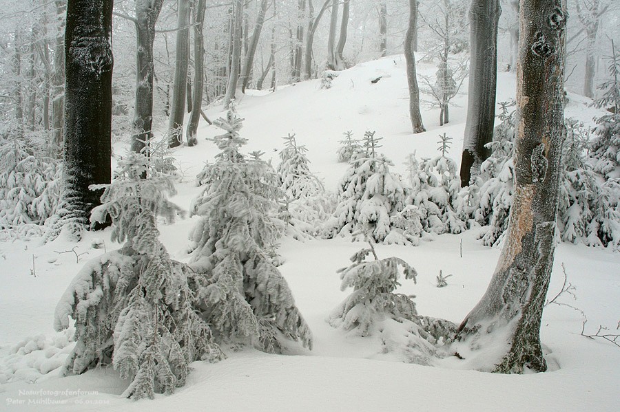 Winterwald