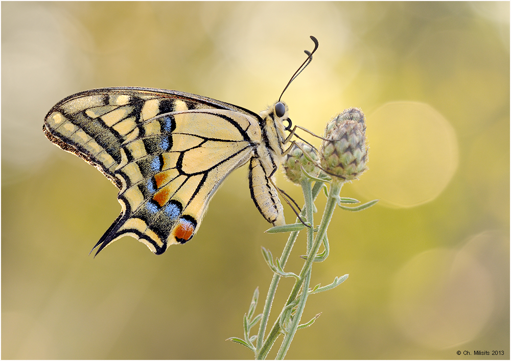 ~swallowtail~