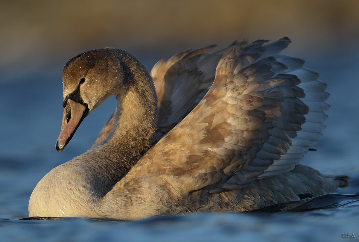 juveniler Schwan