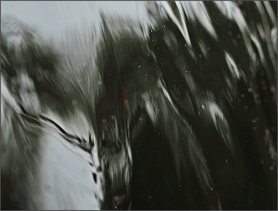 aquatique (Forum für Naturfotografen)