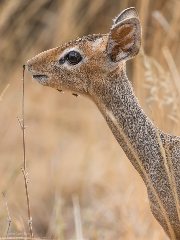 Dikdik