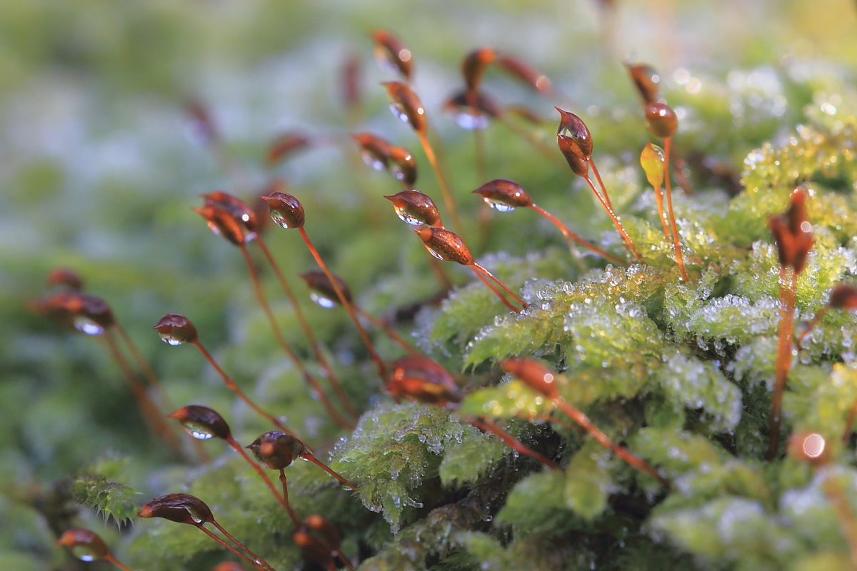 Der Frost weicht dem Morgen