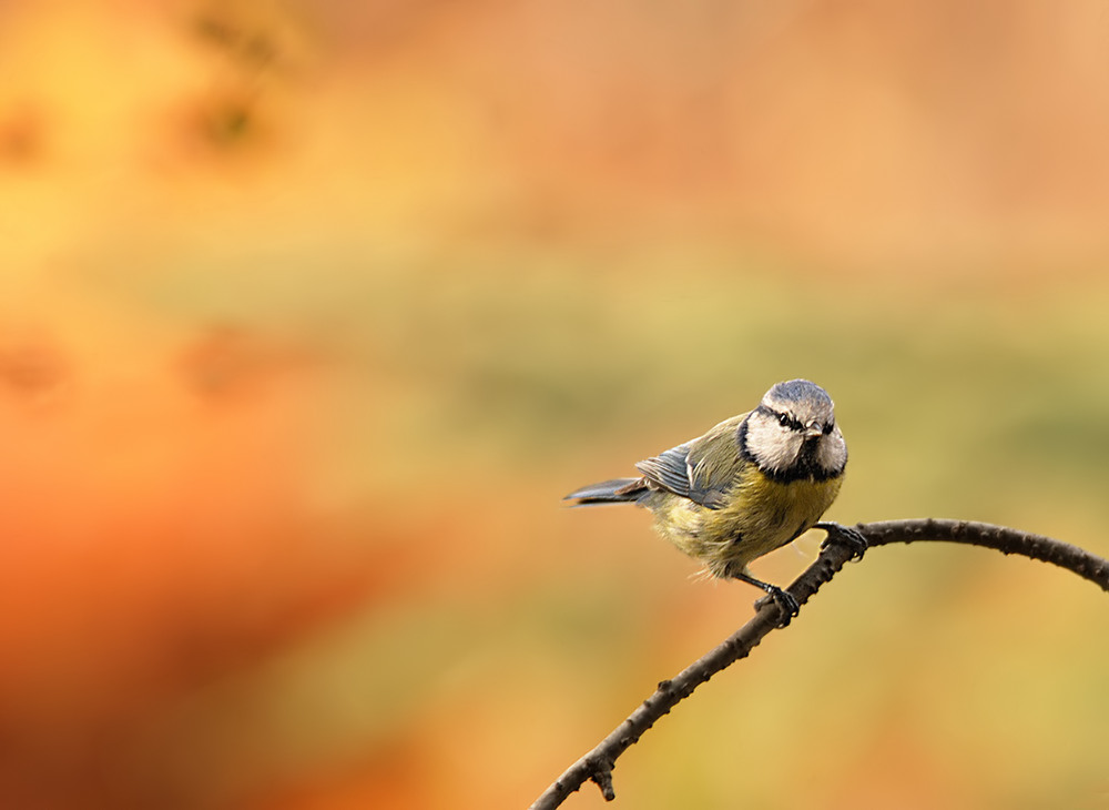 Etwas Farbe braucht der Mensch ...bei diesem Wetter :-)