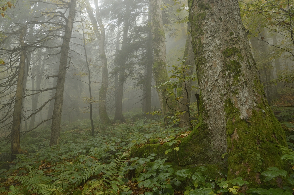 Nebelwald Teil 1