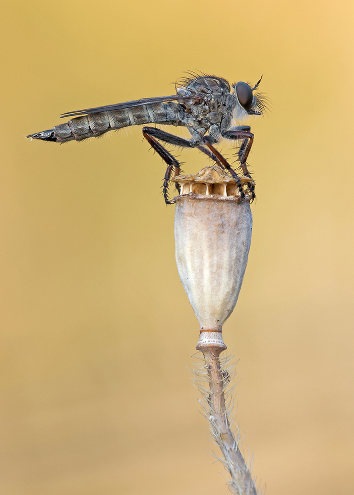 "Tolmerus atricapillus"