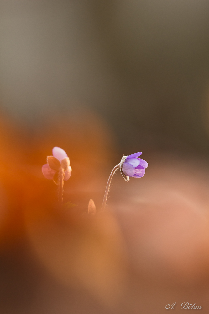 Traum vom Frühling...