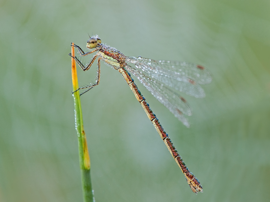 Small Emerald Damselfly