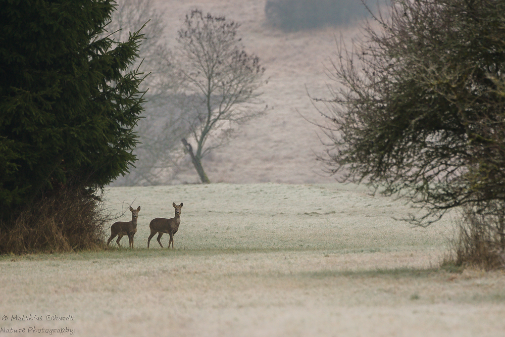 Rehe am Morgen ...