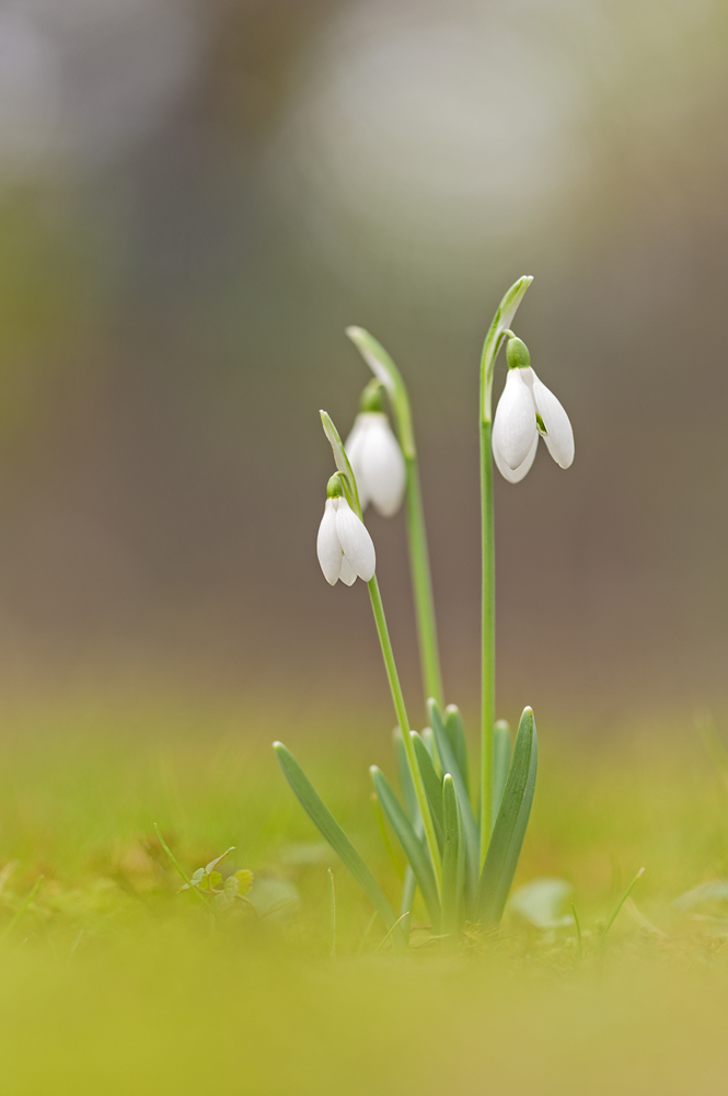 Ein wenig Frühling