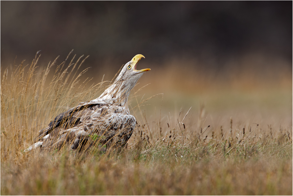 Ruf der Wildnis