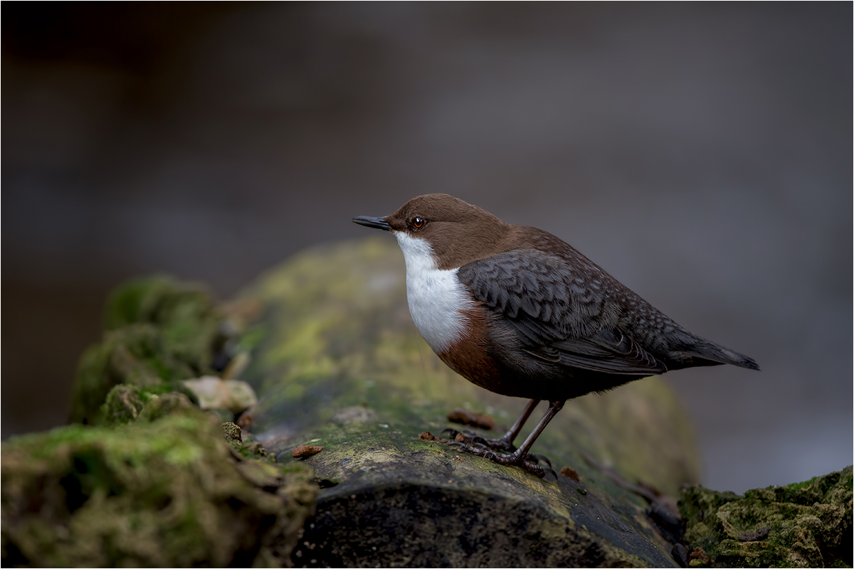 Wasseramsel (Cinclus cinclus)