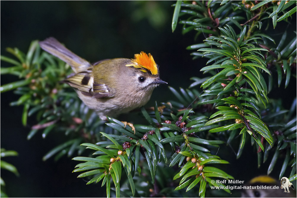 Wintergoldhähnchen (Regulus regulus)