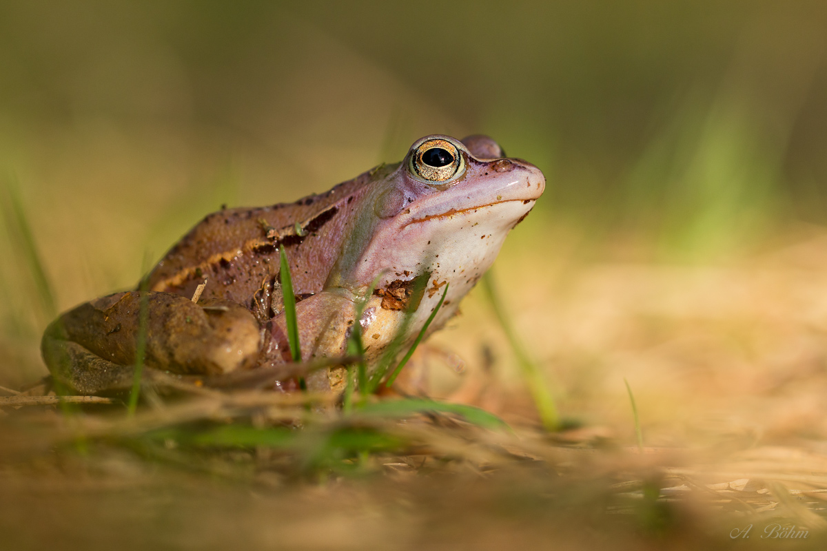 Moorfrosch auf dem Lande...