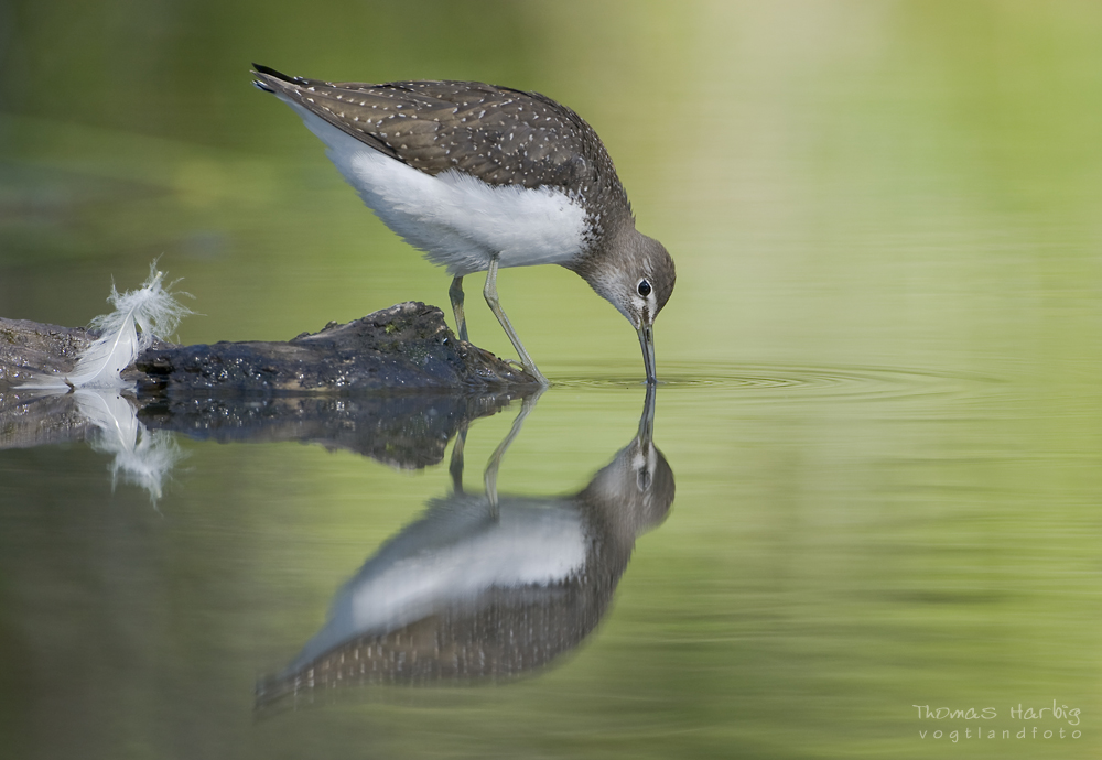 Waldwasserläufer