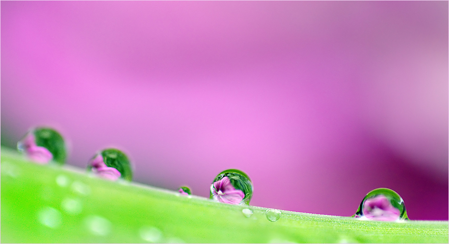 Malve nach dem Regen,- gedreht