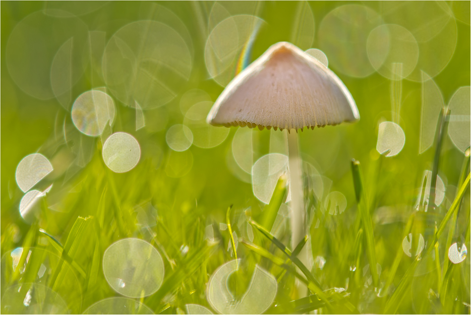 Leuchtschirmchen
