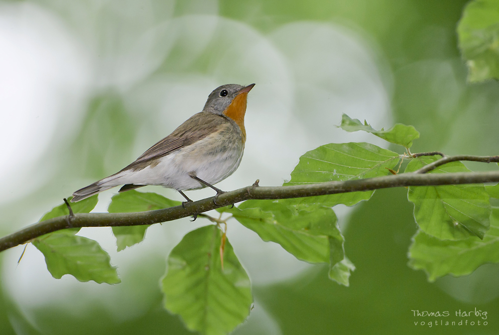 Im Buchenhallenwald