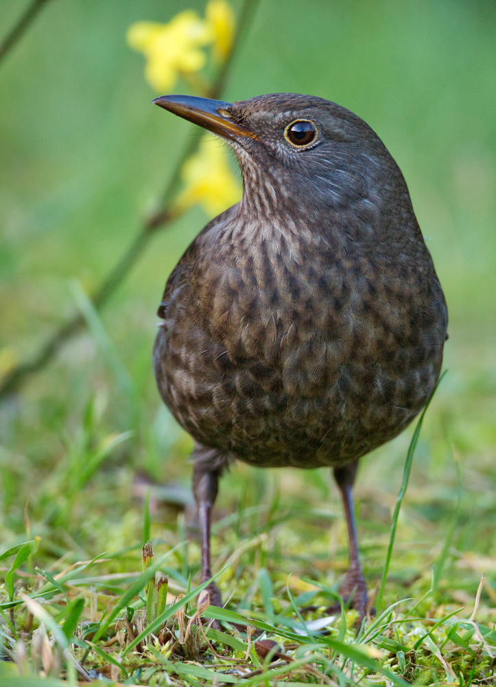 Noch ein Normalvogel:  Charly Amsel "seine Frau"...