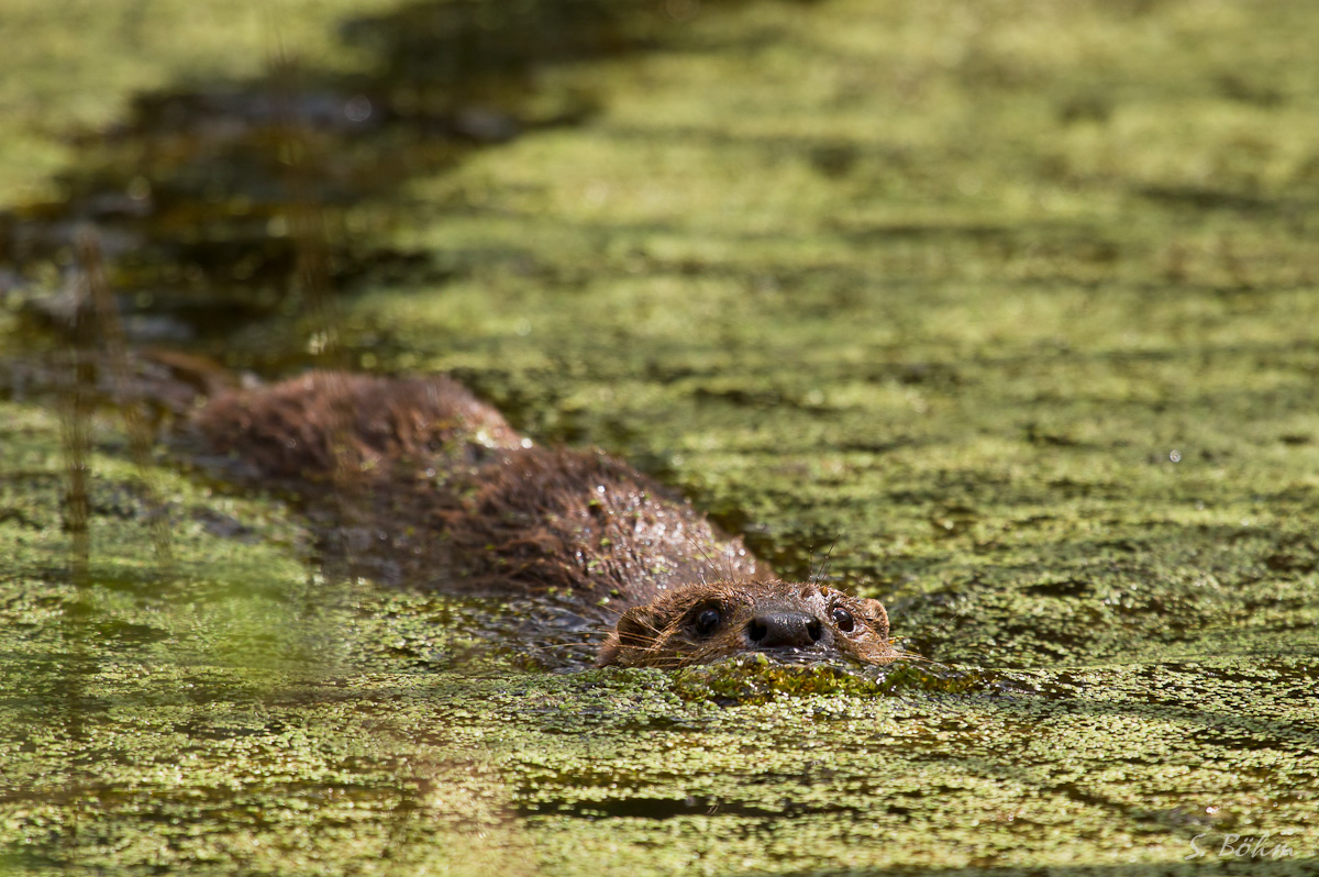 Entengrützen-Otter (ND)