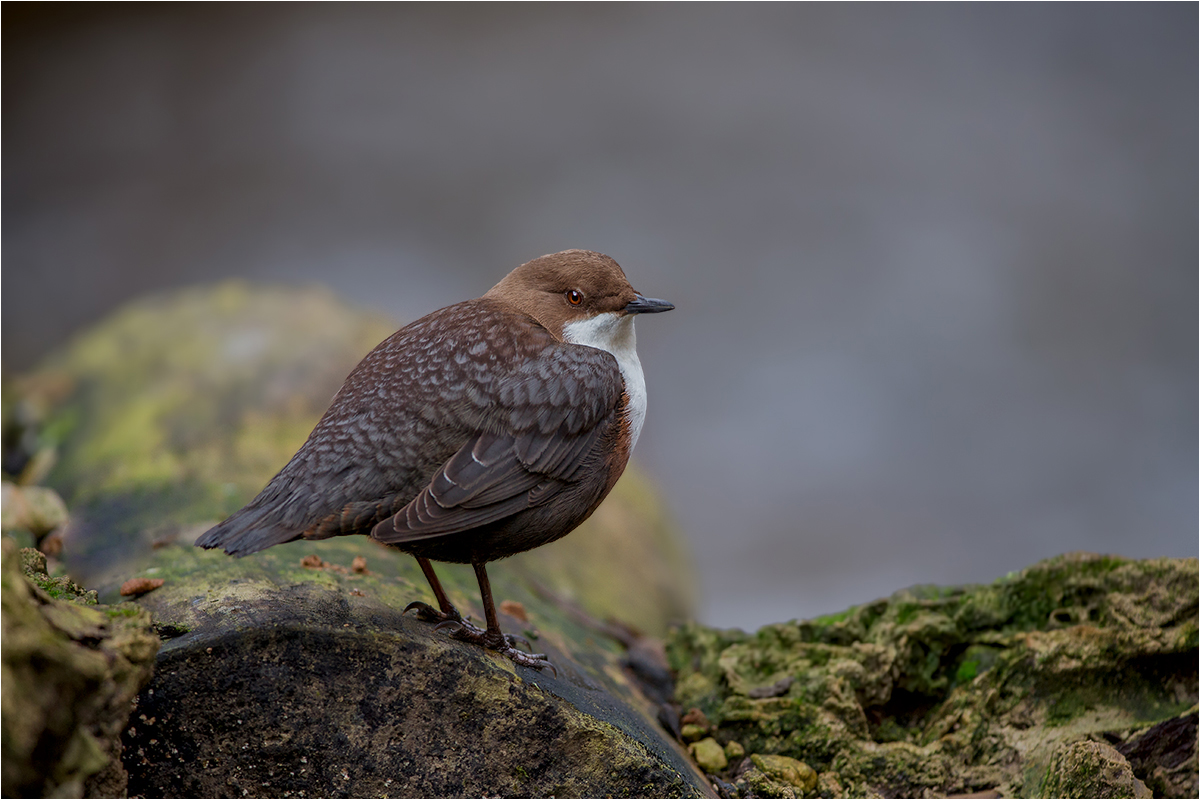 Wasseramsel (Cinclus cinclus)