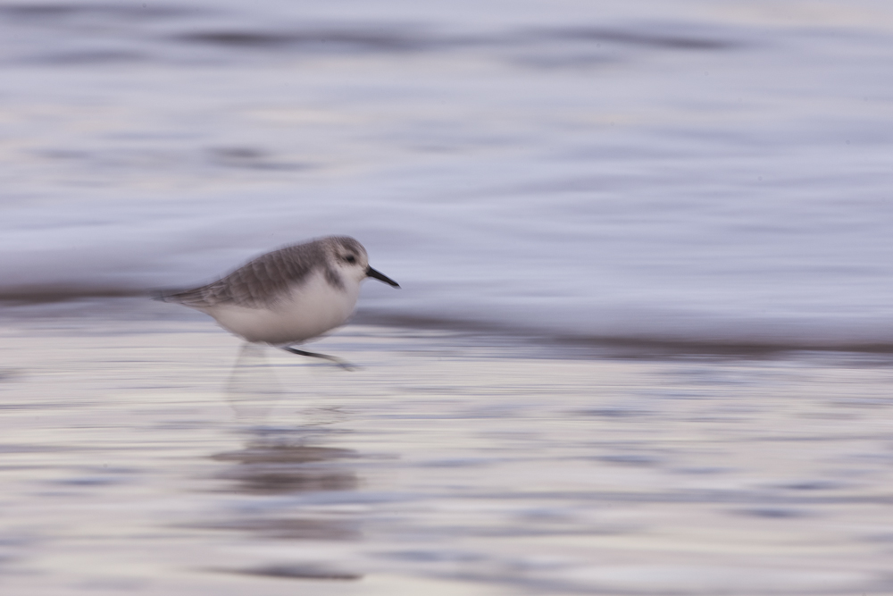 Sanderling