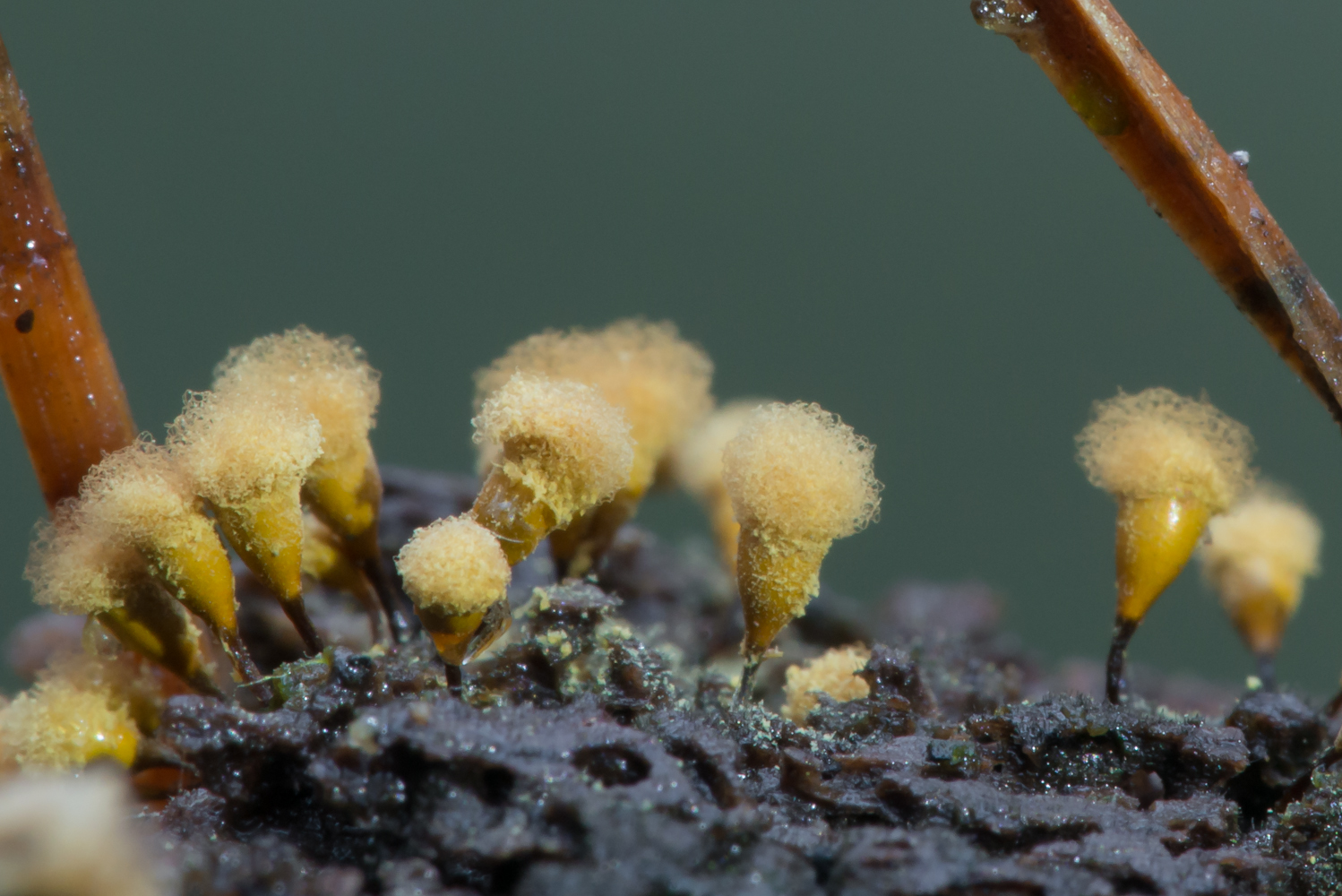 Schleimpilze im Wald (Forum für Naturfotografen)