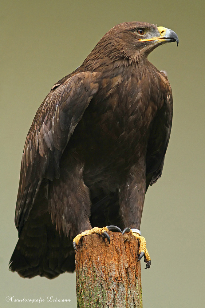 Der Steppenadler - Aquila nipalensis