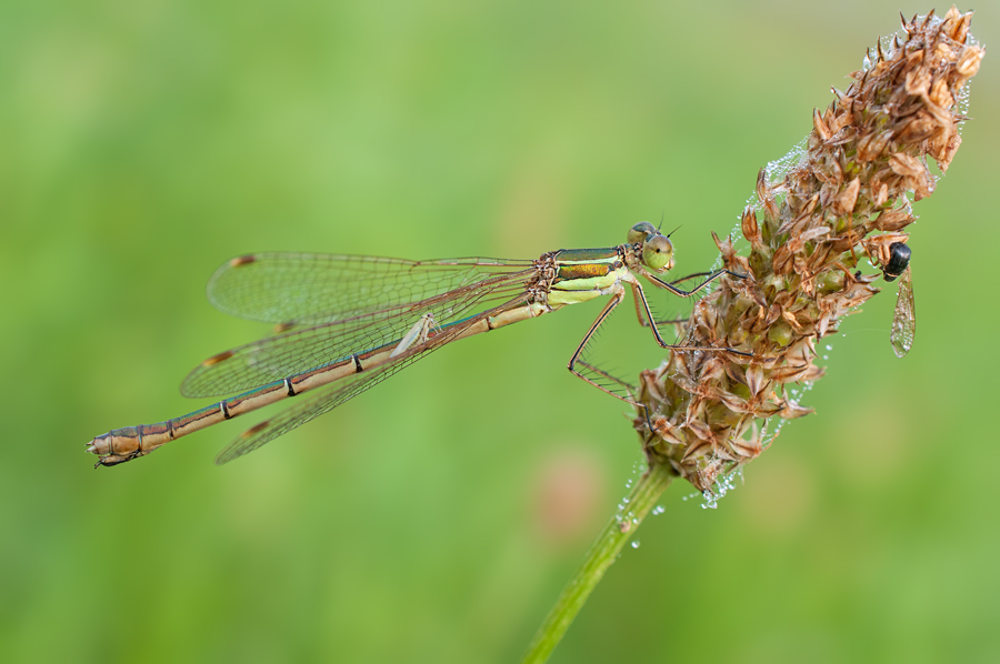 Passenger on the wing of a Southern Emerald Damselfly