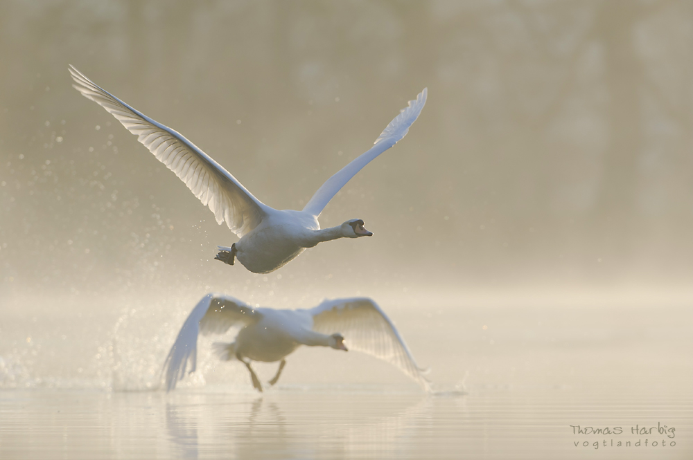 Aufregung am Schwanensee