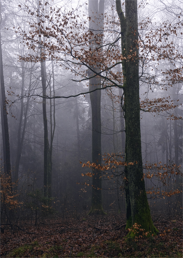 Nebel im Buchenmischwald