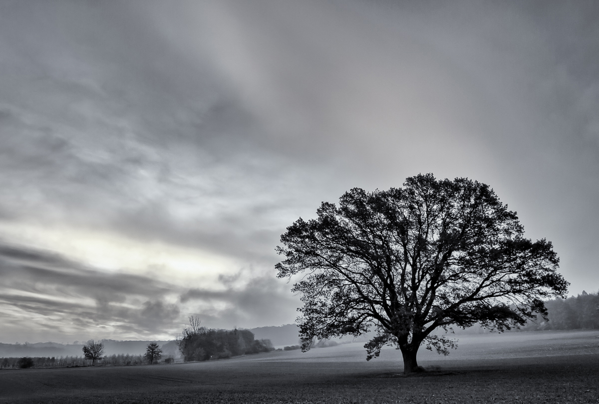 Baum im Licht