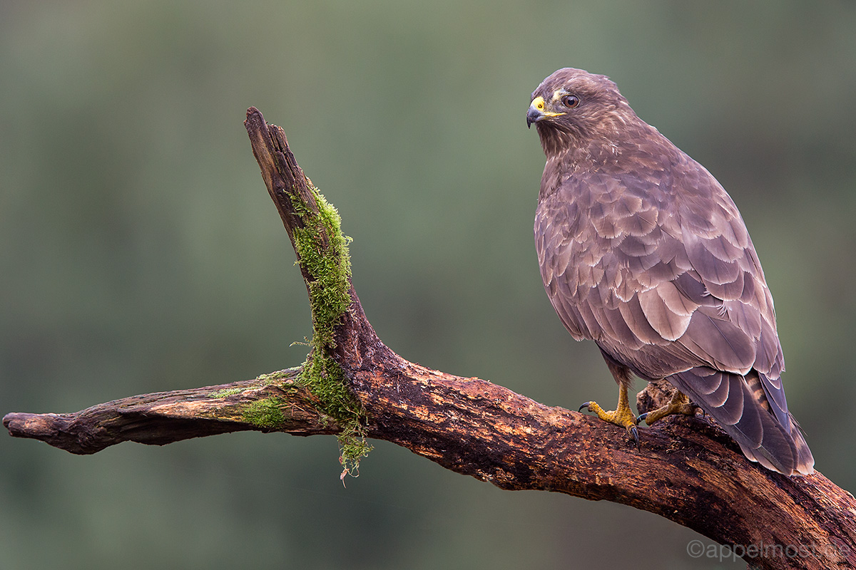 Mäusebussard