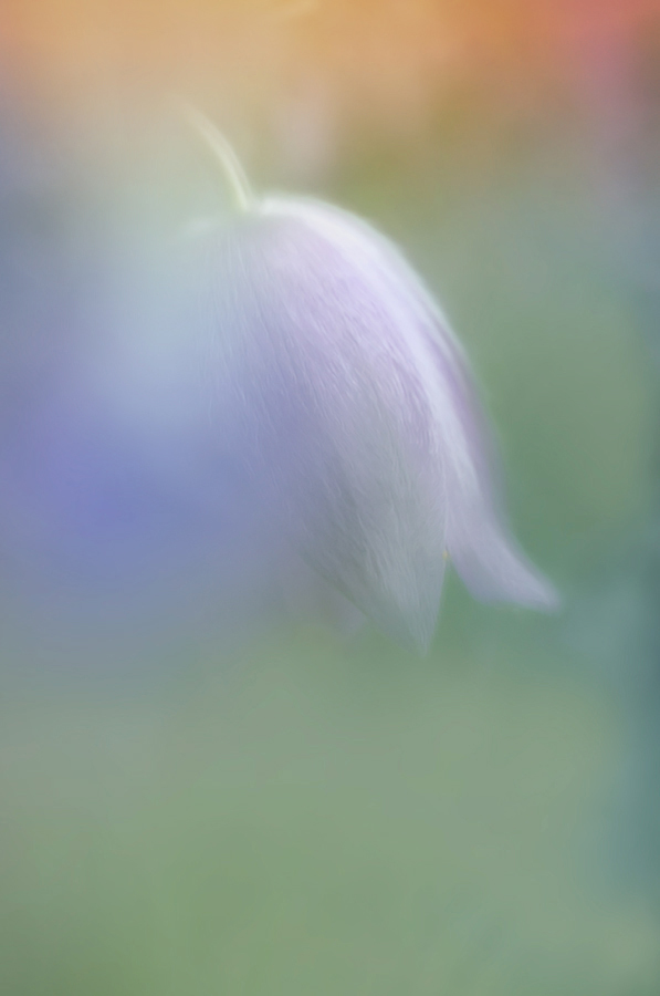 Küchenschelle abstract