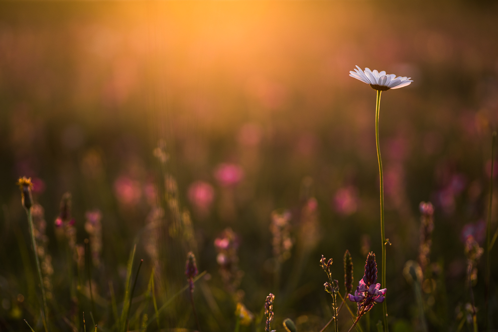 Frühling